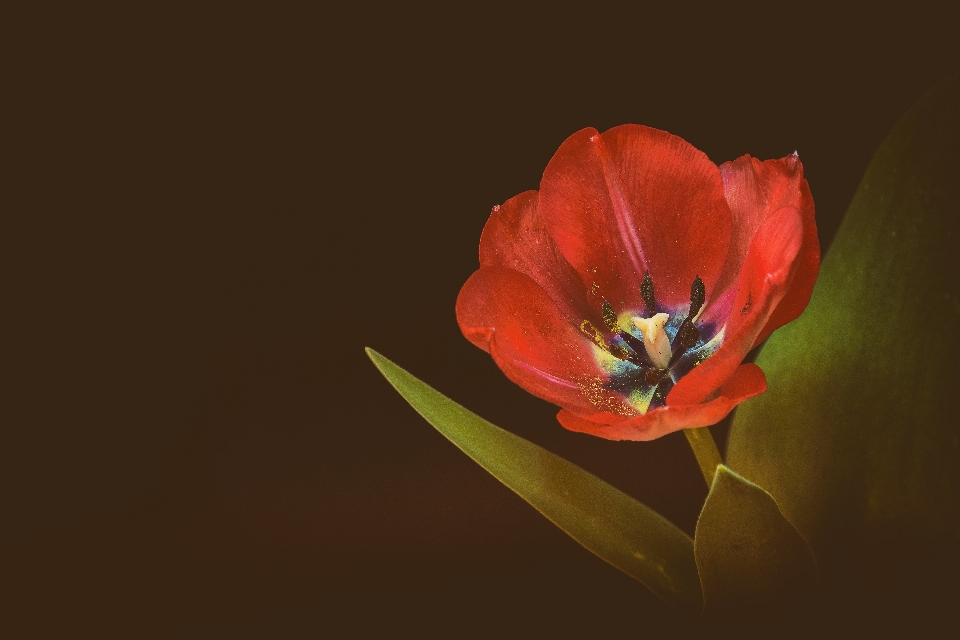 Naturaleza planta fotografía flor