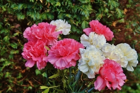 Blossom plant white flower Photo