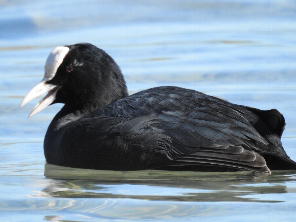 Mer eau nature oiseau