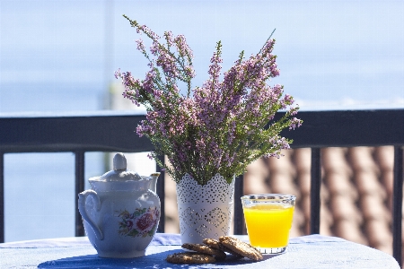 海 木 自然 植物 写真