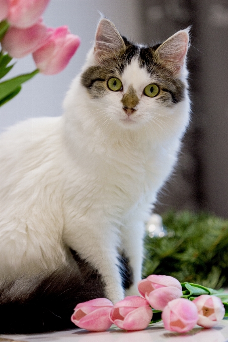 Portrait chaton chat mammifère