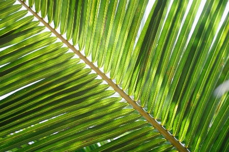 Tree grass branch plant Photo