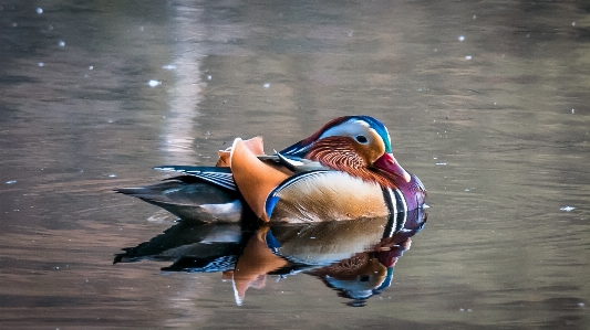 Water bird wing pond Photo