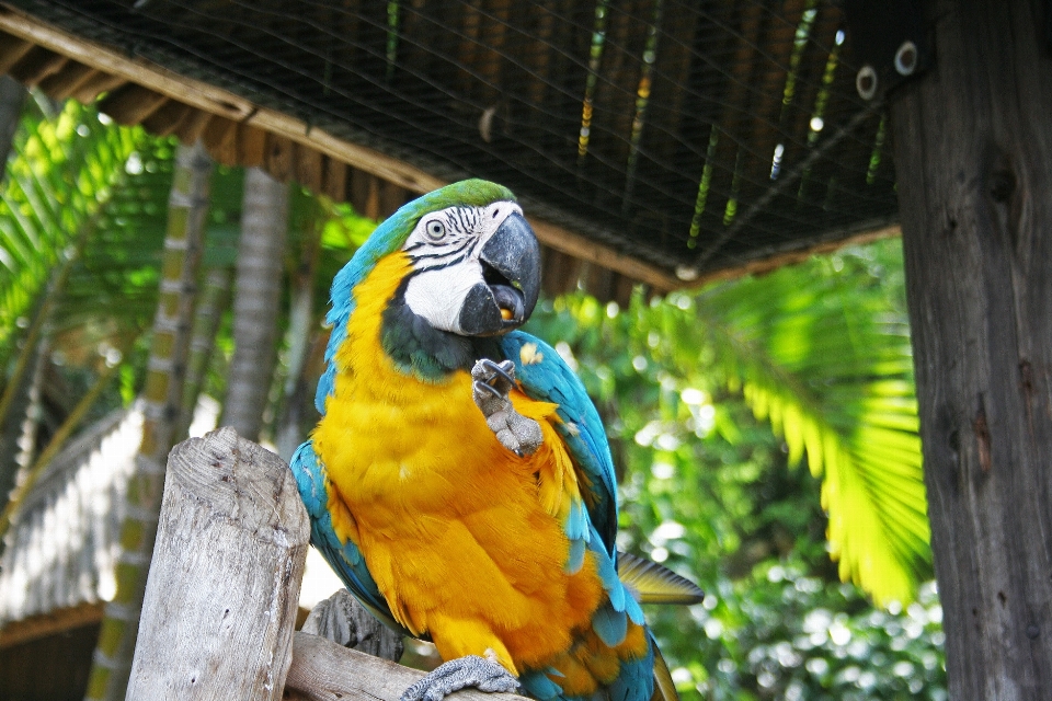 Pájaro fauna silvestre zoo selva