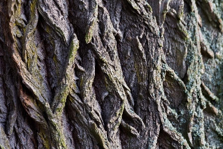 Tree rock branch structure Photo