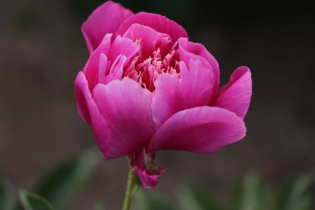 花 植物 花弁 ピンク 写真