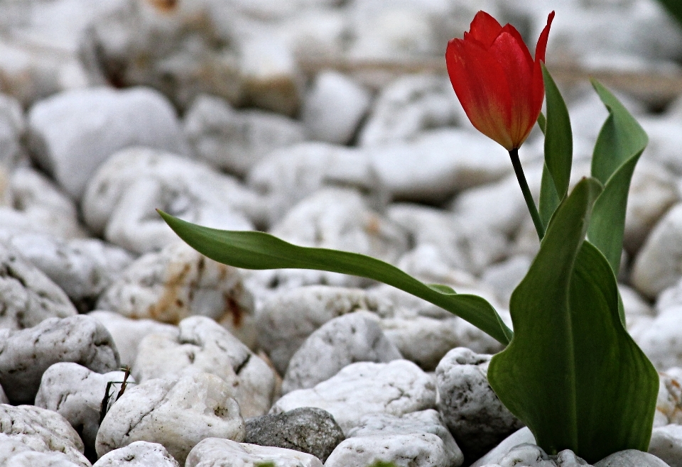 Natur blüte anlage blatt