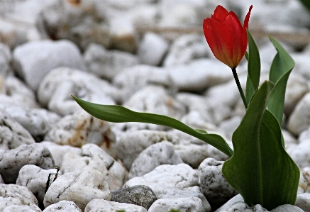 Nature blossom plant leaf Photo