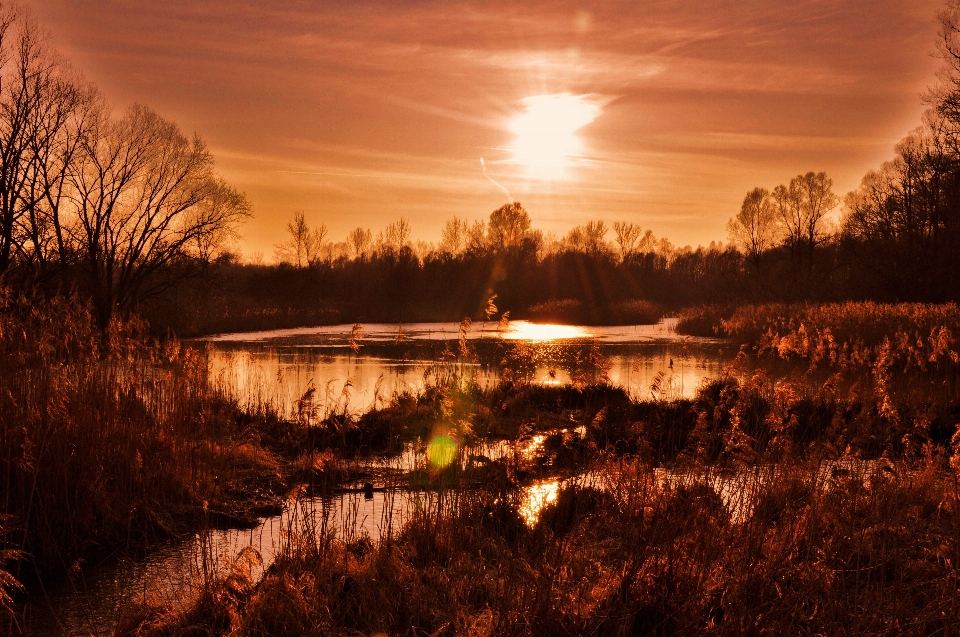 Landscape tree water nature