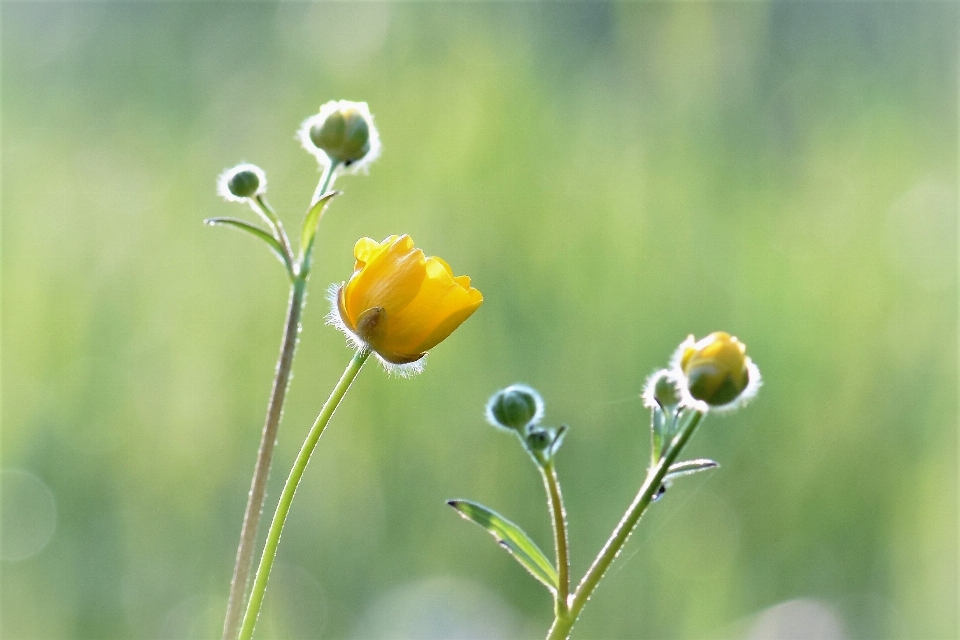 Naturaleza césped florecer planta