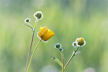 Nature grass blossom plant Photo