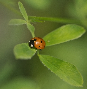 Nature photography meadow leaf Photo