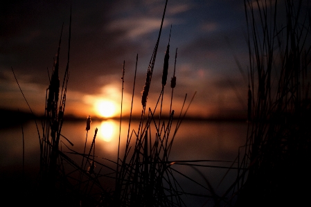 Nature grass horizon silhouette Photo