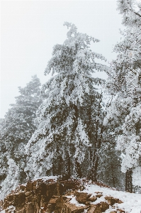 Foto Albero foresta ramo montagna