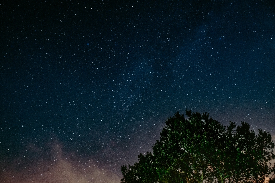 Tree sky night star