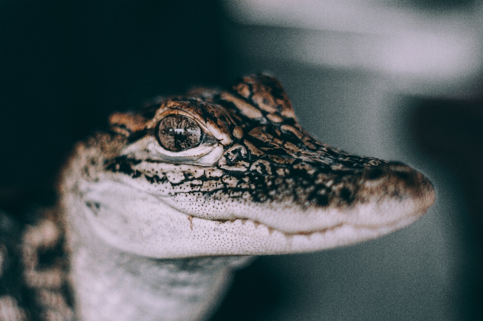 Fotografía reptil monocromo fauna