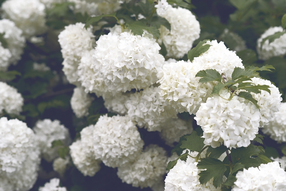 Blossom plant leaf flower