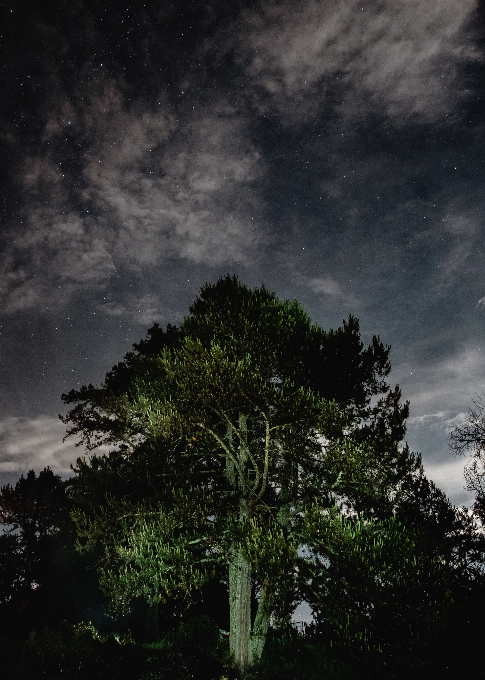 Baum natur wald licht