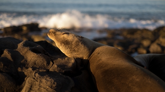 Beach sea coast sand Photo