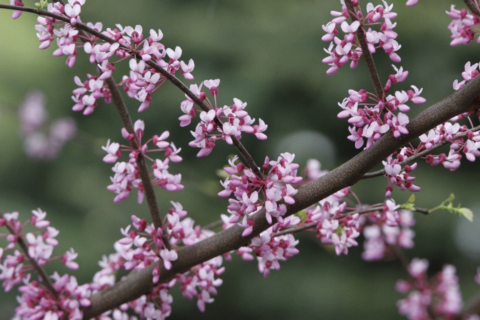 Albero natura ramo fiore