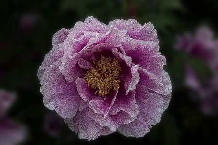 Nature blossom plant flower Photo