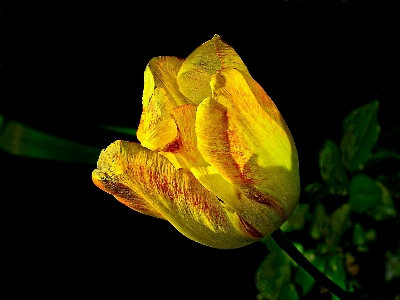 Nature blossom plant photography Photo