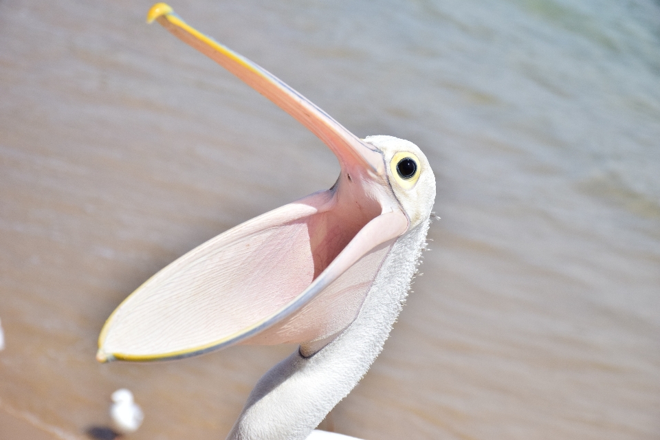 Playa mar pájaro ala