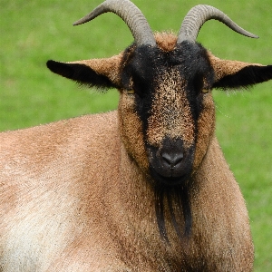 Yaban hayatı keçi korna otlak
 Fotoğraf