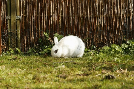 Grass animal wildlife pet Photo