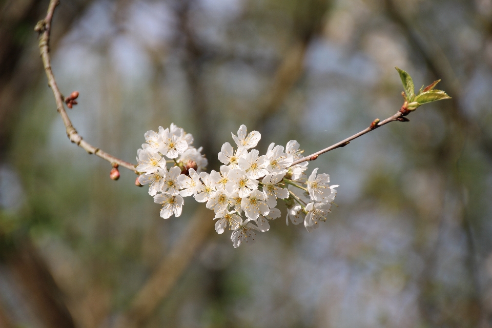 Arbre nature bifurquer fleurir