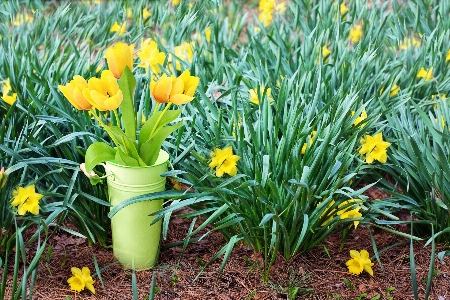 Nature grass plant lawn Photo