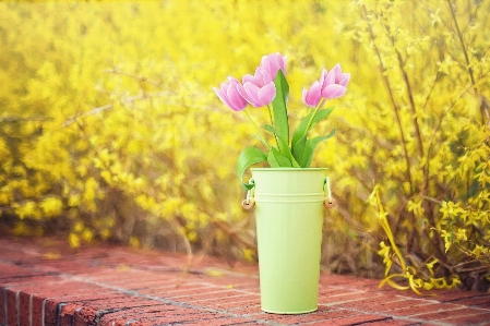 Nature grass plant morning Photo