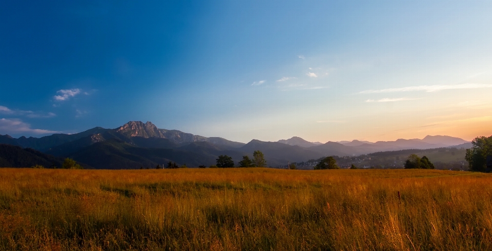 пейзаж дерево природа трава