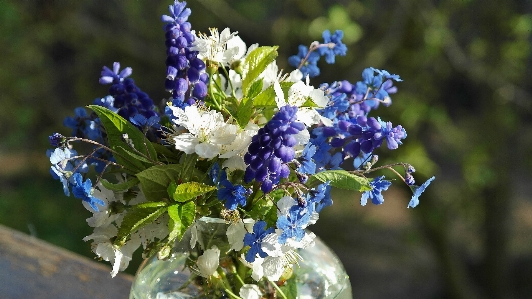 Water nature blossom plant Photo