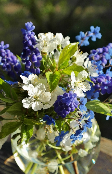 Water nature blossom plant