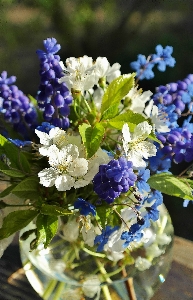 水 自然 花 植物 写真