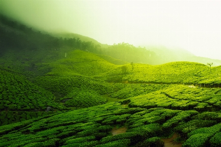 Landscape nature forest grass Photo