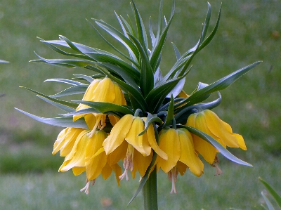 Foto Planta flor botánica
 amarillo