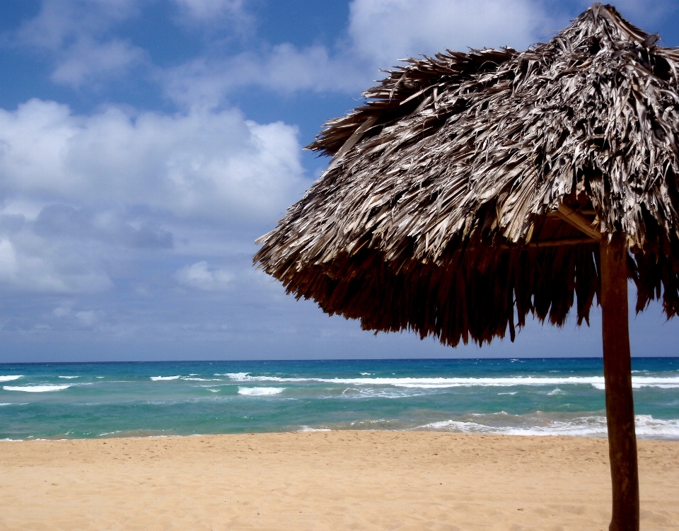 Plage mer côte arbre