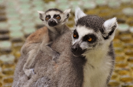 甘い 動物 かわいい 野生動物 写真