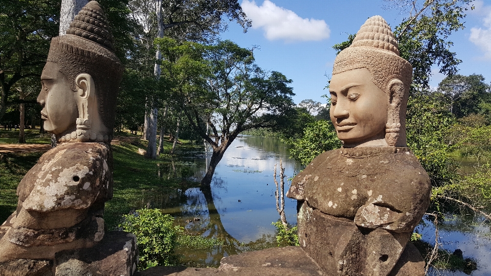 景观 树 水 自然