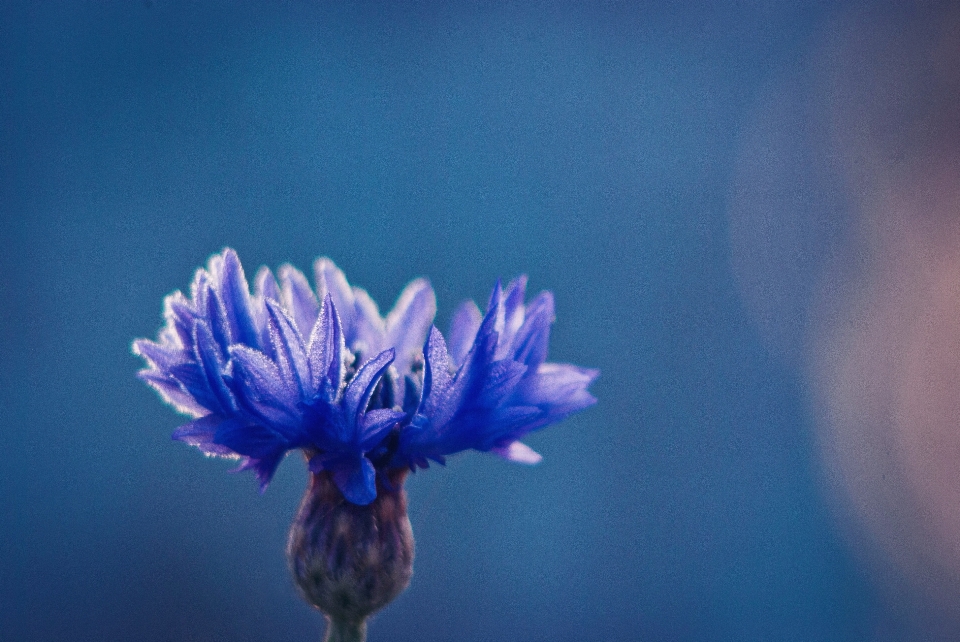 Natura fiore pianta fotografia