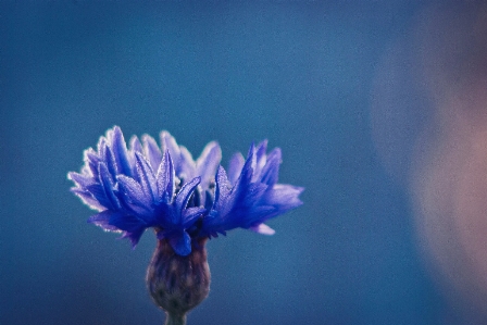 自然 花 植物 写真撮影 写真