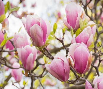 Baum zweig blüte anlage Foto