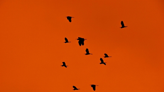 Foto Alam bayangan hitam burung sayap