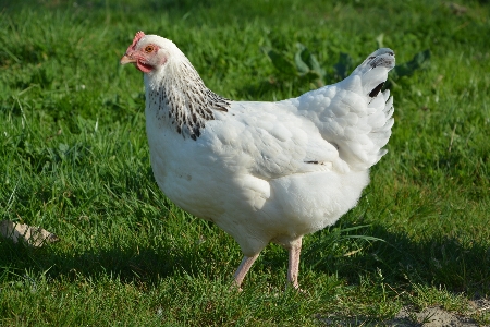 Photo Oiseau aile blanc animal