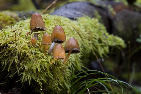 Zdjęcie Drzewo natura las trawa