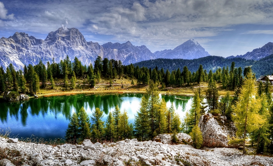 Landschaft baum natur wald