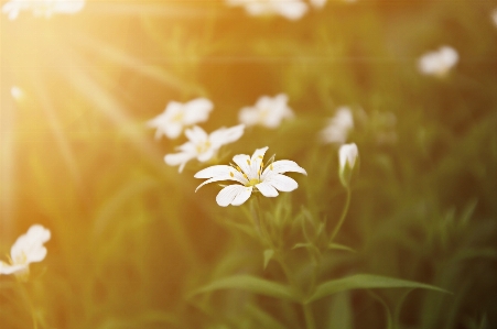 Nature grass blossom light Photo