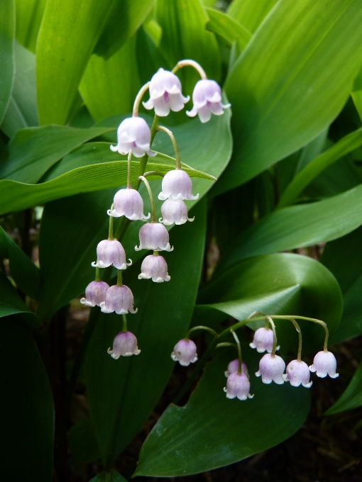 Natura fiore pianta bianco